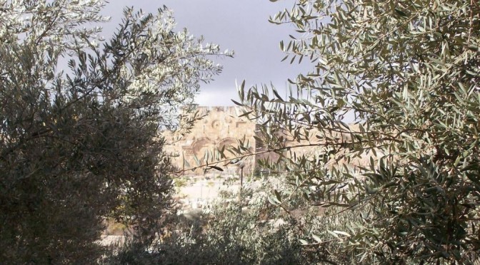 mur du Temple de Jésuralem derrière les oliviers