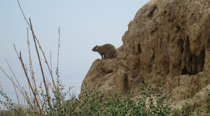 Une marmotte aux aguets dans le désert